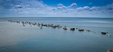 A Flock Of Seagulls Stock Images