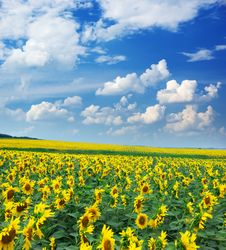 Big Field Of Sunflowers Royalty Free Stock Images Big Field Of Sunflowers Royalty Free Stock Images