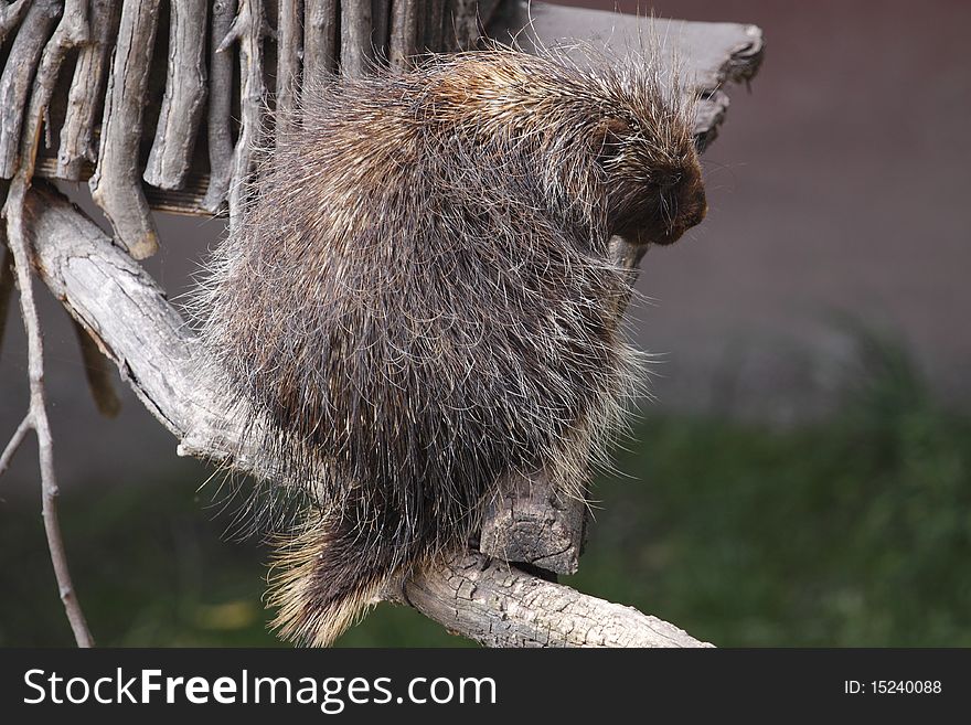 The North American Porcupine (Erethizon dorsatum), also known as Canadian Porcupine or Common Porcupine, is a large rodent in the New World porcupine family. This one is from Prague zoo, Czech Republic.