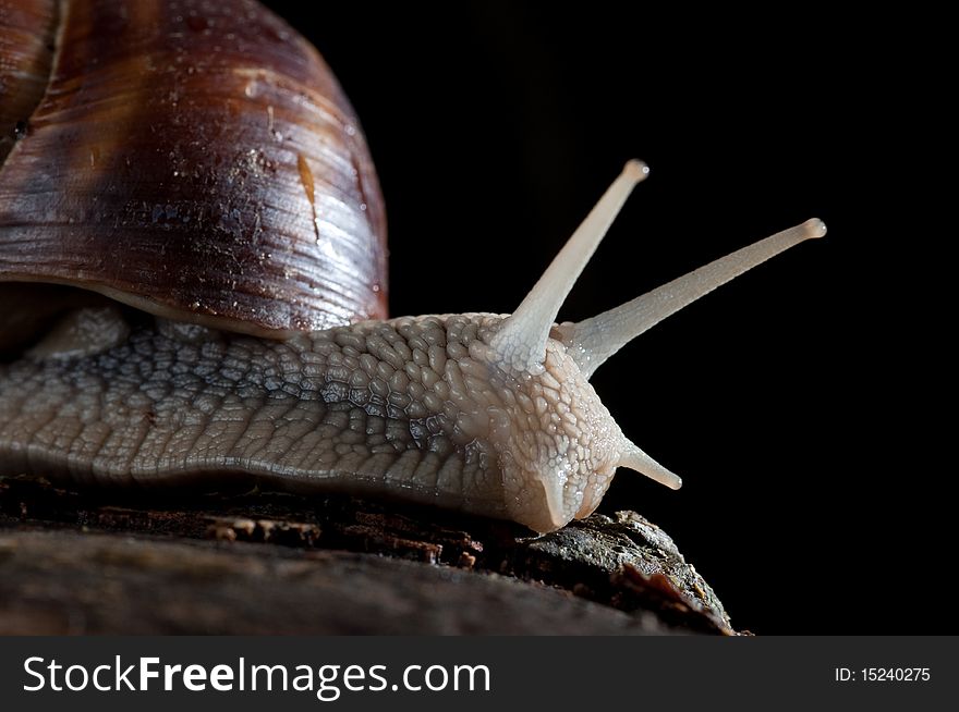 A snail can be the most inetresting animal if illuminated correctly