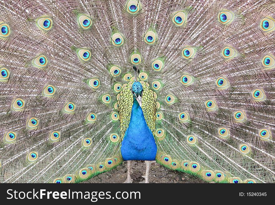 Peacock Showing Tail