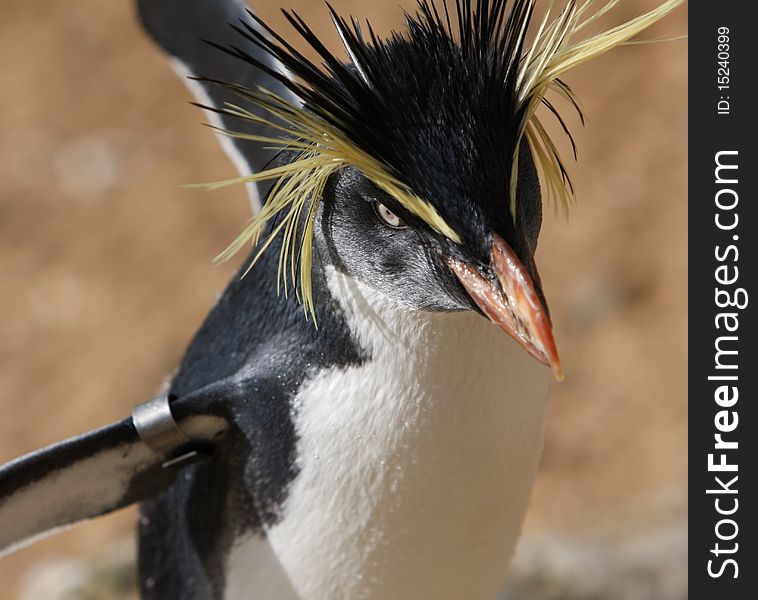 A close up portrait of a rockhopper penguin