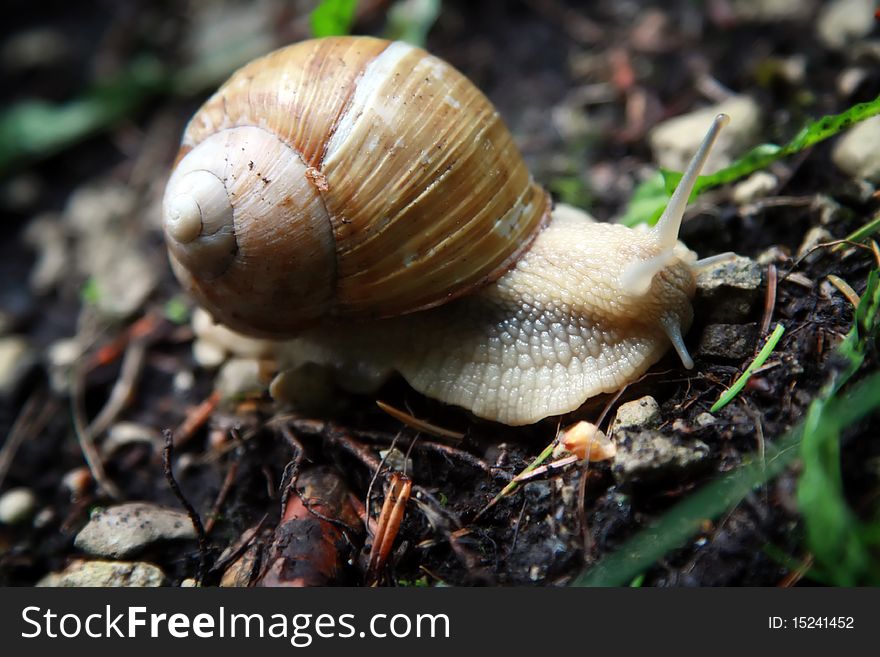 Snail on forest ground