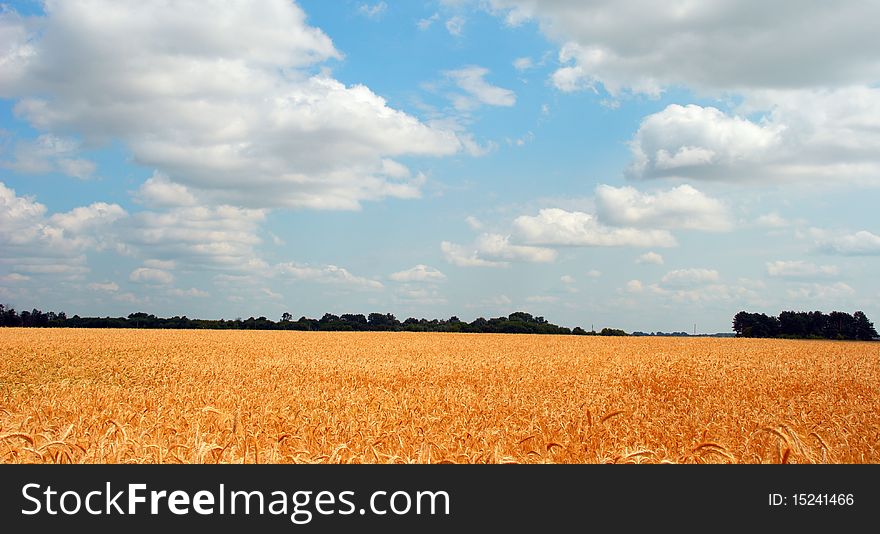 Wheat field