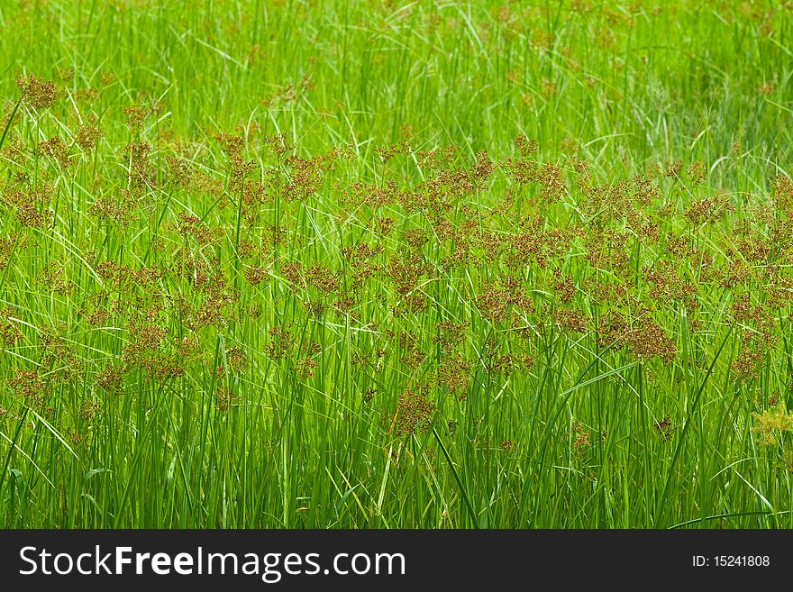Brown plenty of grass fields