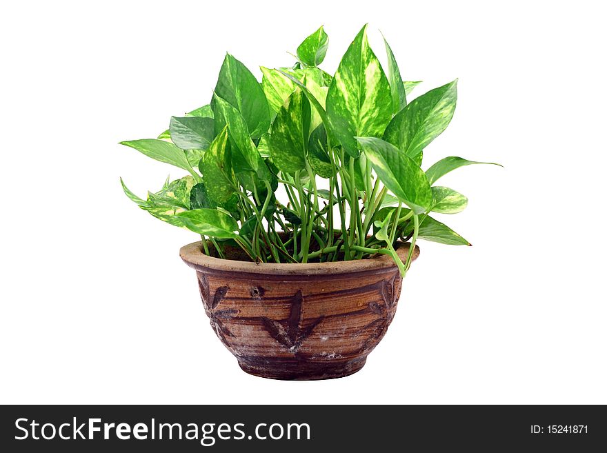 A pot of Ivy isolated in white background. A pot of Ivy isolated in white background