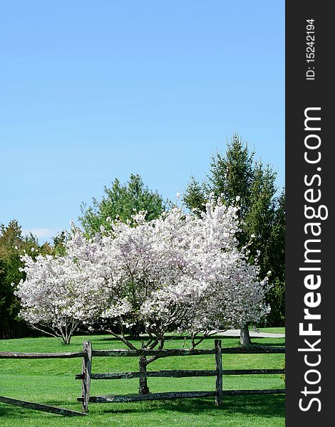 A flowering spring tree images