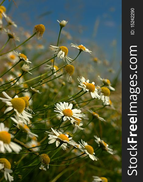 Daisy flowers closeup