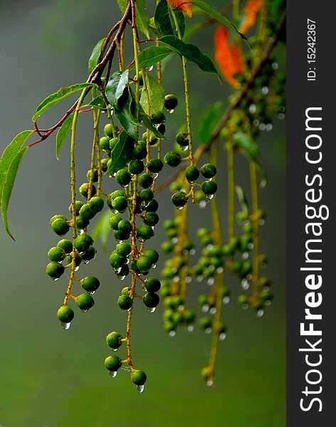 Green branch covered with morning dew with orange flowers in the background