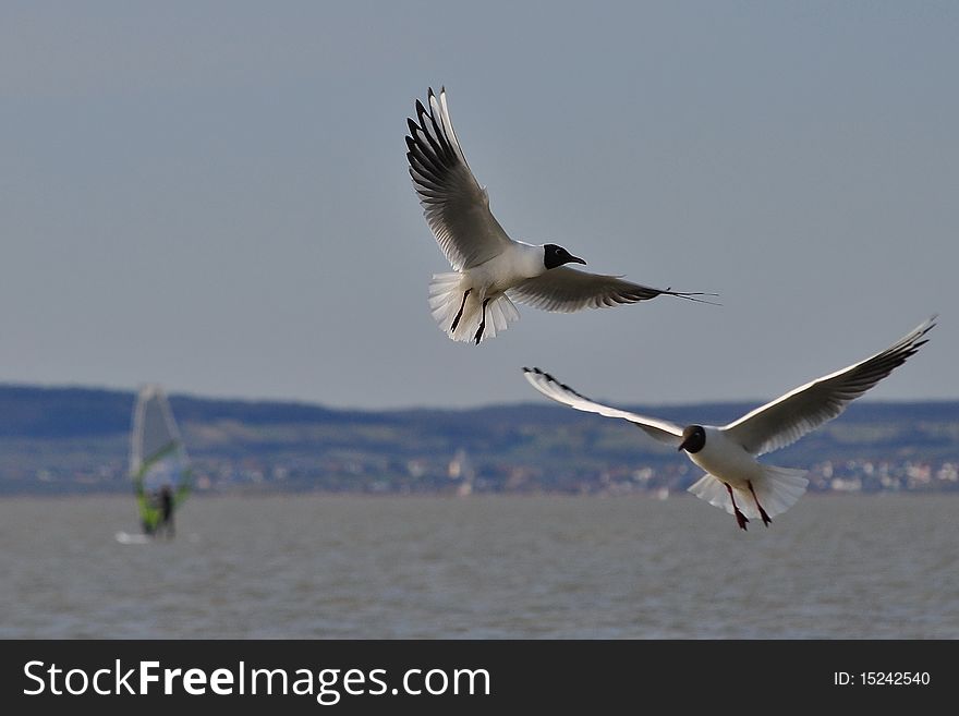 Seagull on the sky background