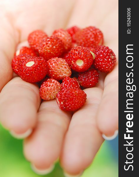 Closeup view of a hand giving riped wild strawberries