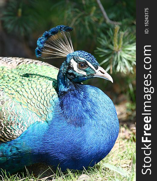 Peacock