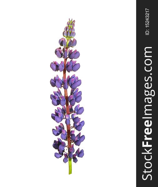 Lupin flower is shown in the picture. Lupin flower is shown in the picture.