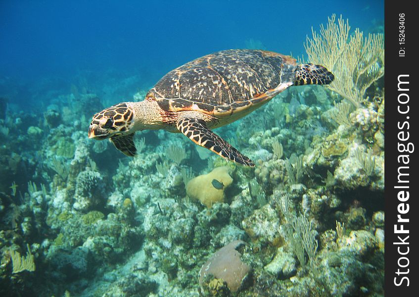 A large curious Hawksbill turtle swimming close by. A large curious Hawksbill turtle swimming close by