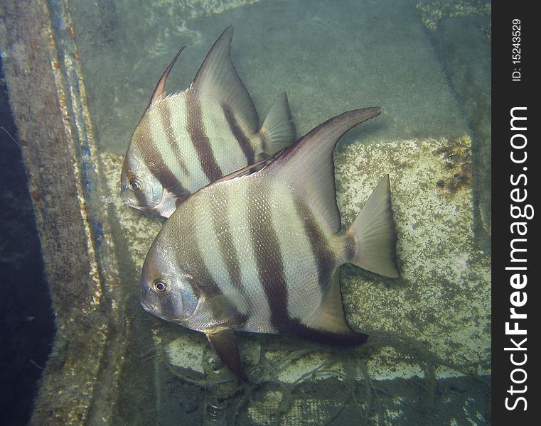 A pair of Atlantic Spadefish inhabiting a sunken boat