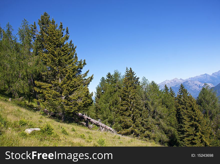 Trees in the mountains