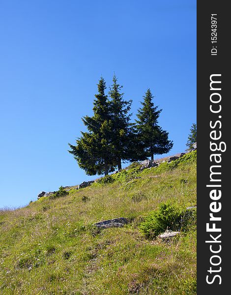 Trees in a meadow of mountain. Trees in a meadow of mountain