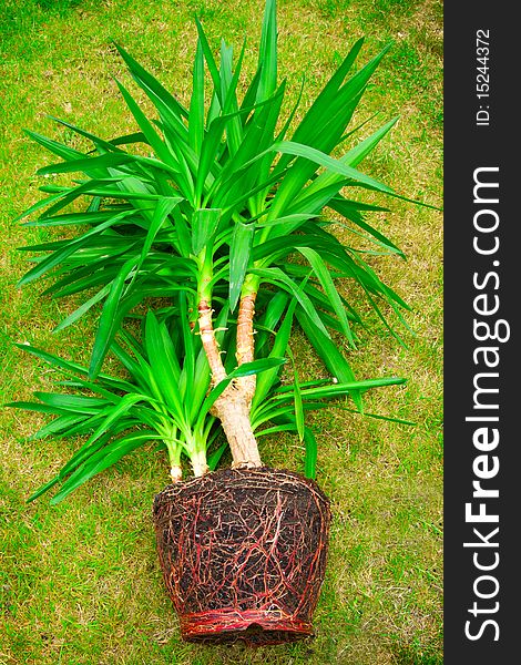 Palm tree with roots and grass on background