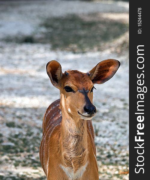 A young deer with ears listen to the danger