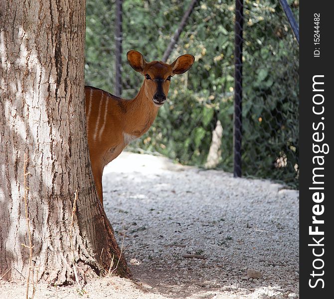 A young deer with ears listen to the danger hidden behind the trunk of a tree