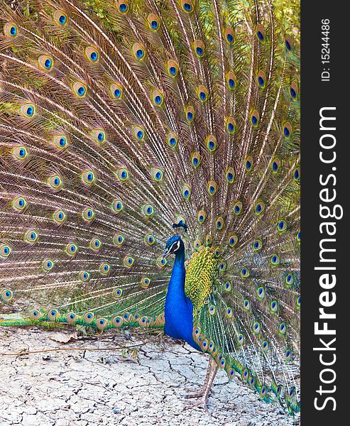 A peacock with colorful tail performs in a spectacular wheel