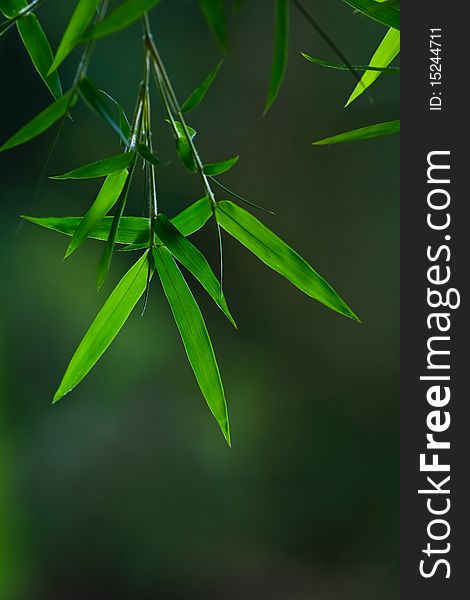 Bamboo Leaves Out of focus background