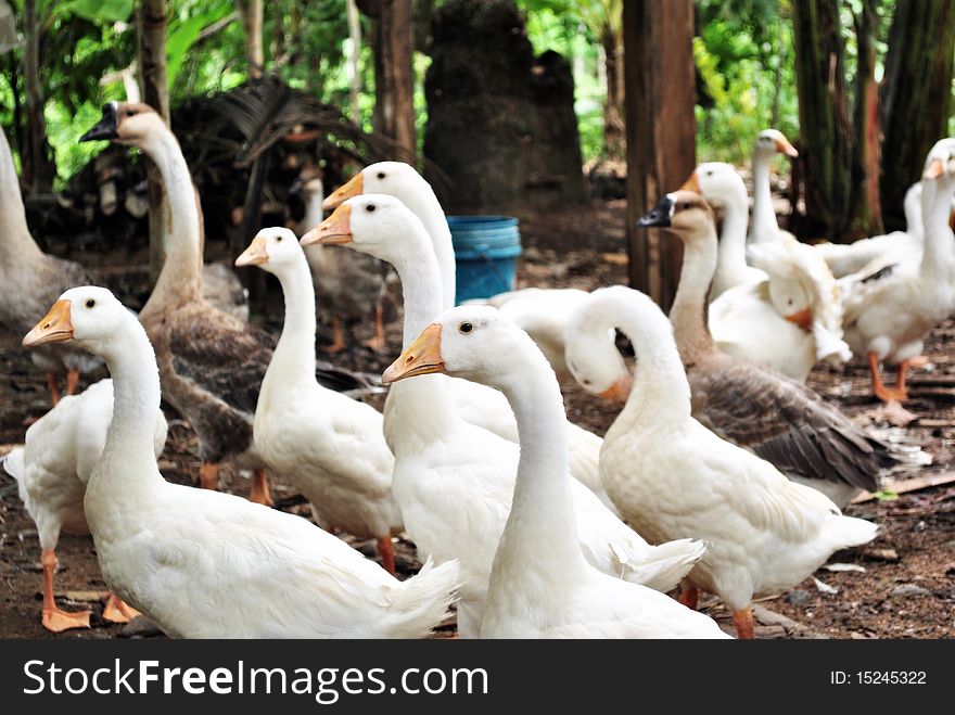 A group of domesticated white and dark colored geese.