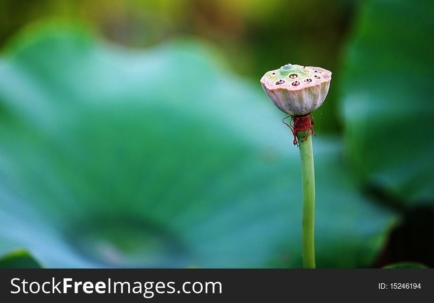 Lotus seedpod with green leaf