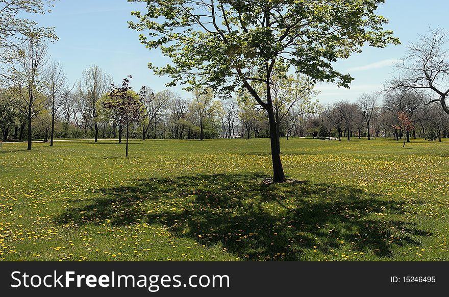 A panorama of a park in spring, with trees and dandelions. A panorama of a park in spring, with trees and dandelions.