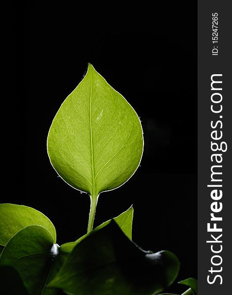 Green leaves, isolated, with leaf veins.