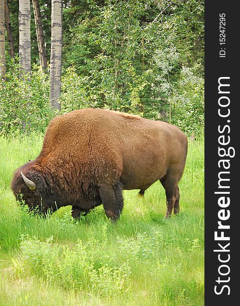 A large wood bison (buffalo) grazes in northern British Columbia/Yukon.