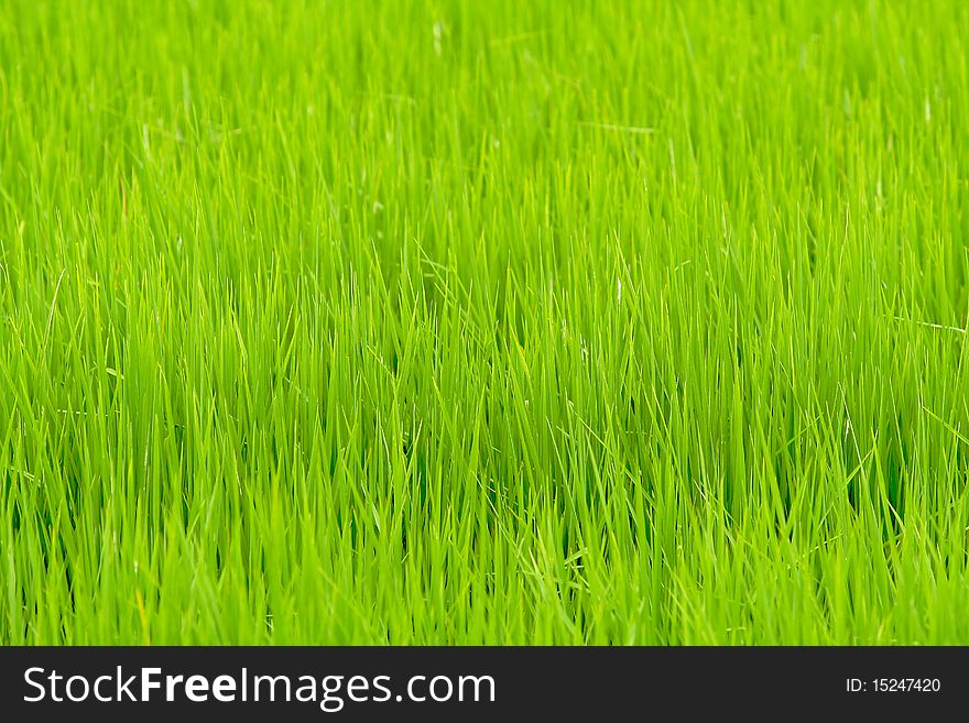 Beautiful fresh and green paddy field