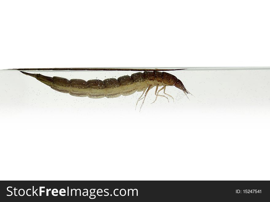 Of dragon-fly swimming in water larva. Of dragon-fly swimming in water larva