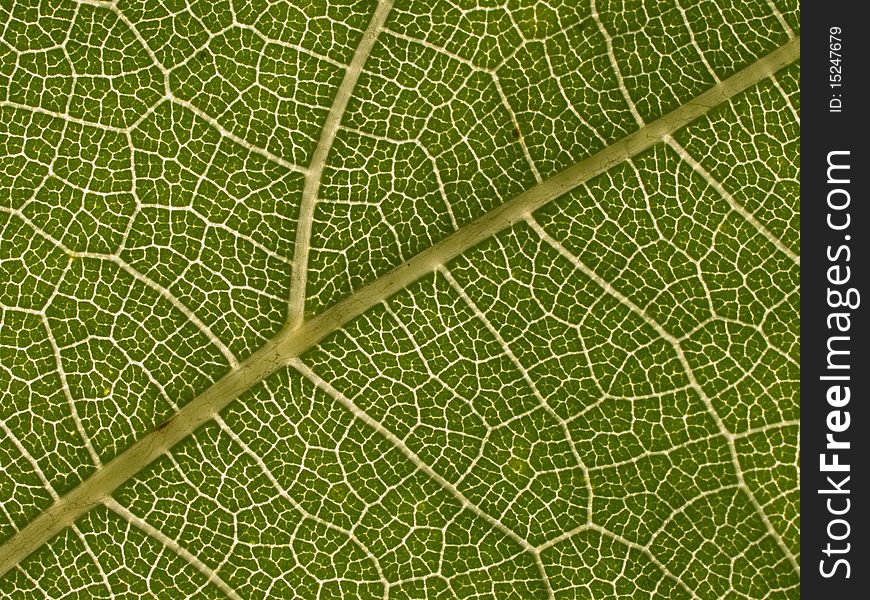 Green leaf texture closeup background. Green leaf texture closeup background.
