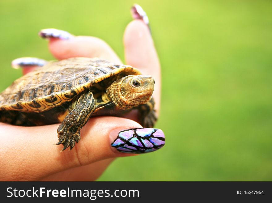 Turtle in woman hand, horizontal picture.