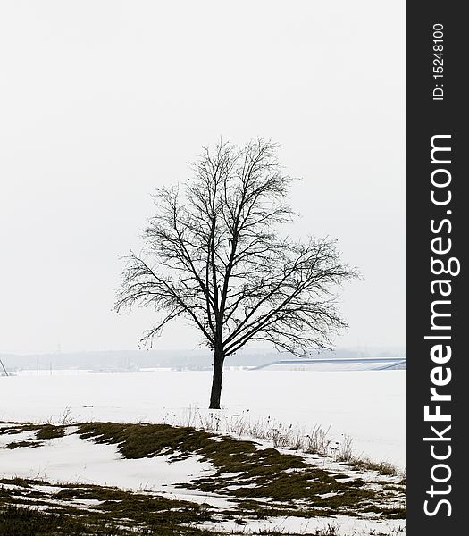 Tree without foliage in a winter season. Tree without foliage in a winter season