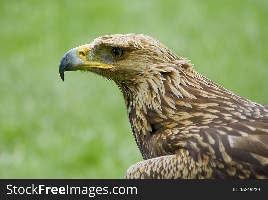 Eagle - strong watching, eye, predators look. Eagle - strong watching, eye, predators look