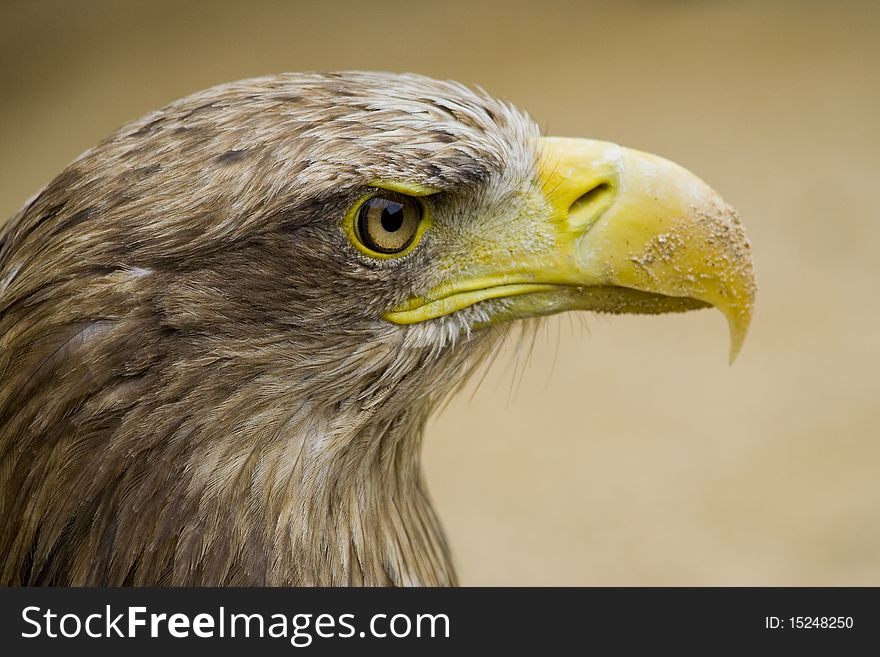 Eagle Eye - strong watching, detailed eye, big yellow beak