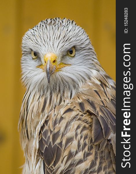 White Head Eagle - strong look - predator watching, danger eyes. White Head Eagle - strong look - predator watching, danger eyes