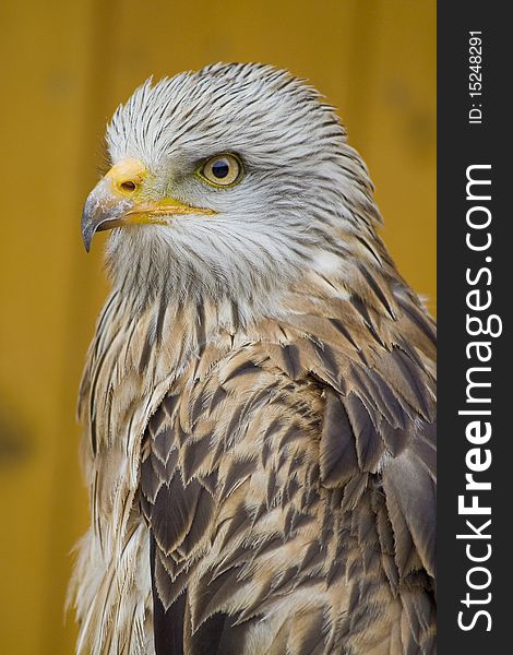 White Head Eagle - strong look - predator watching, side. White Head Eagle - strong look - predator watching, side
