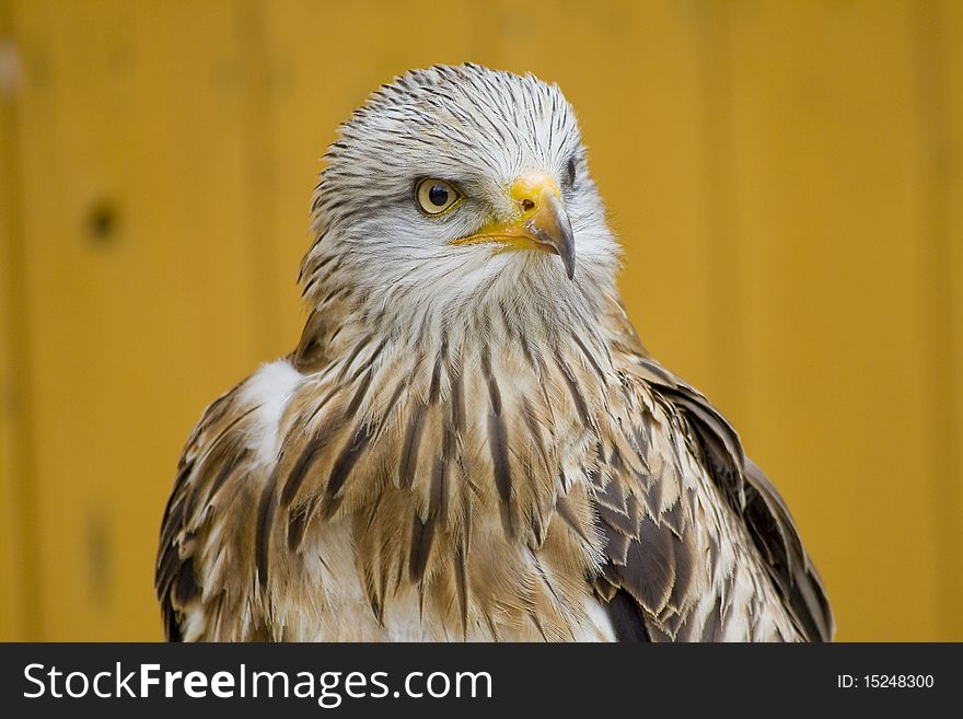 White Head Eagle - strong look - predator watching, interest. White Head Eagle - strong look - predator watching, interest