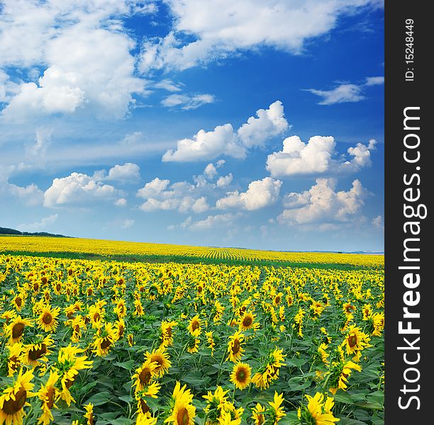 Big field of sunflowers. Composition of nature.