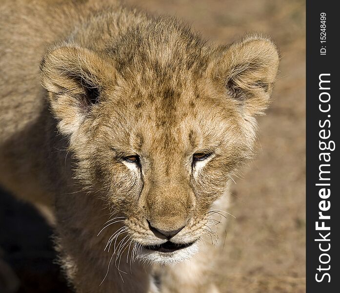 A lion cub seen in a game park in the eastern cape region of south africa