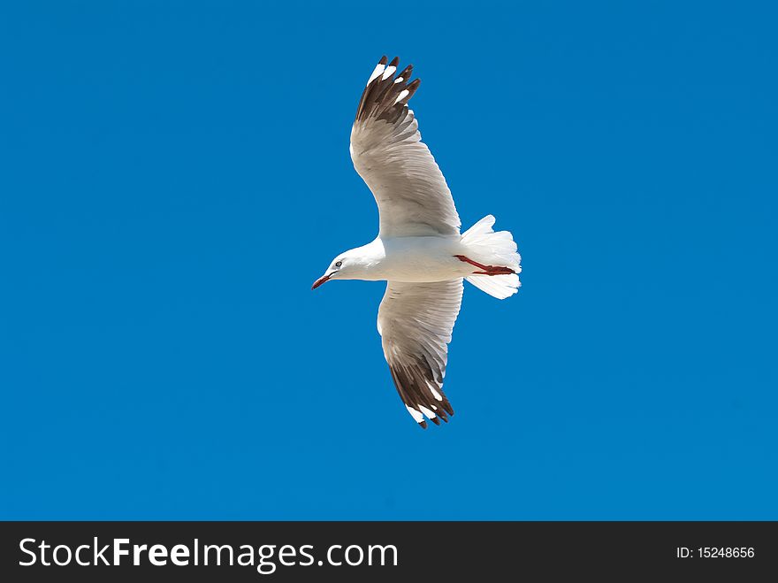 A white seagull in flight with it's wings spread against a clear blue sky background