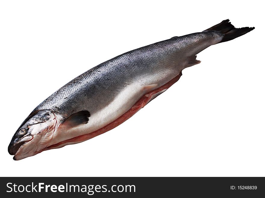 The fresh drawn salmon isolated on a white background. The fresh drawn salmon isolated on a white background