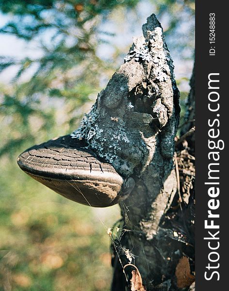 Mushroom growing on a tree in wood. Mushroom growing on a tree in wood