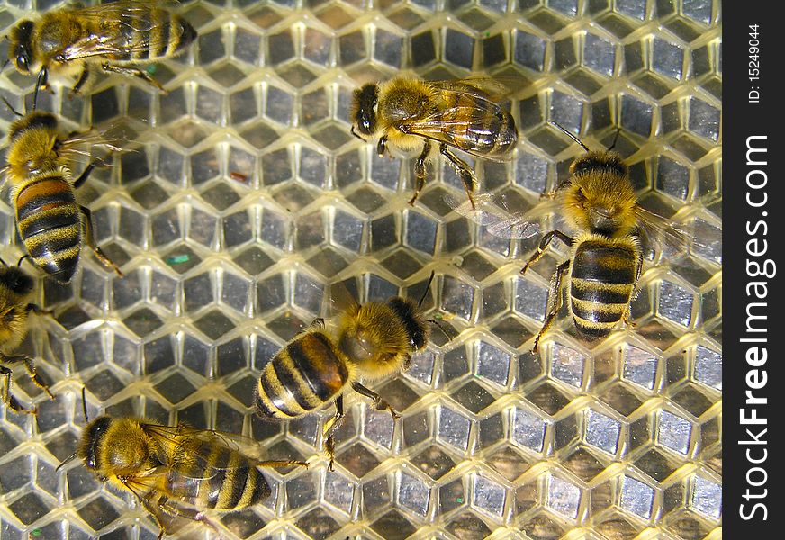 Young bees execute different works in a beehive. Young bees execute different works in a beehive.