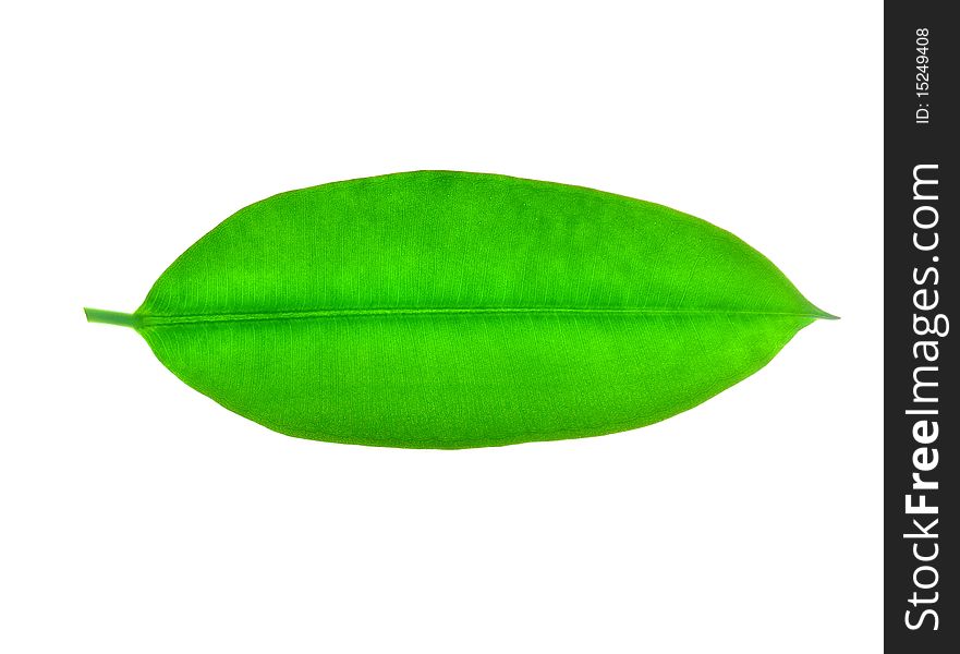 Green Leaf.