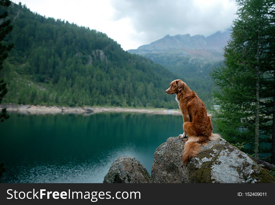 Nova Scotia Duck Tolling Retriever red dog on a mountain lake. Travel and hike with a pet.
