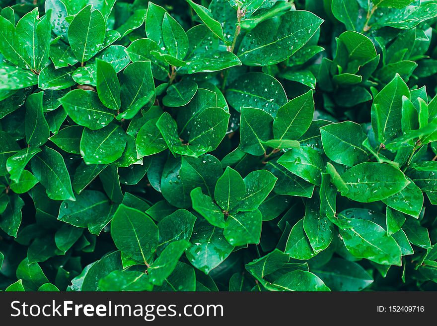 Nature background with green leaves in drops.